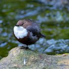 Wasseramsel tiefenentspannt