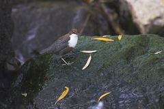 Wasseramsel und Weidenblätter