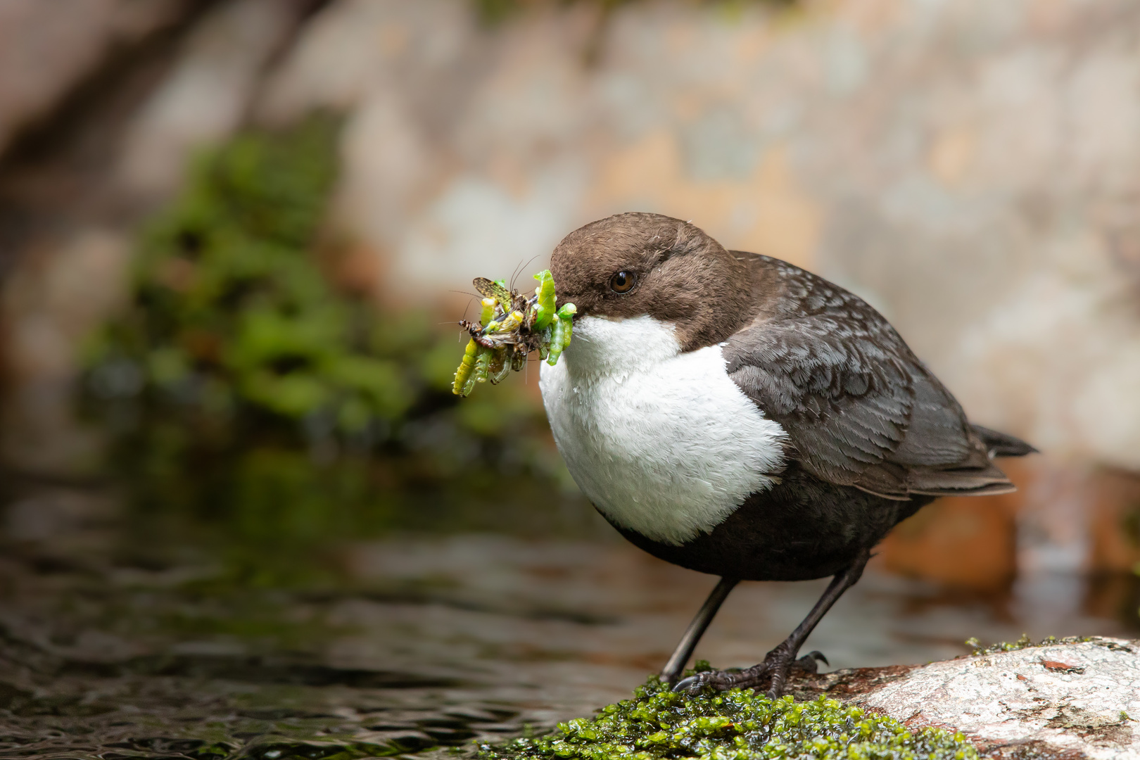 Wasseramsel (Unterart: Cinclus cinclus cinclus)