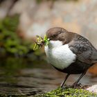 Wasseramsel (Unterart: Cinclus cinclus cinclus)