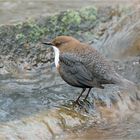 Wasseramsel verachtet mich :-)