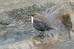 Wasseramsel verachtet mich :-)