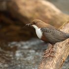 Wasseramsel versorgt die Jungmannschaft