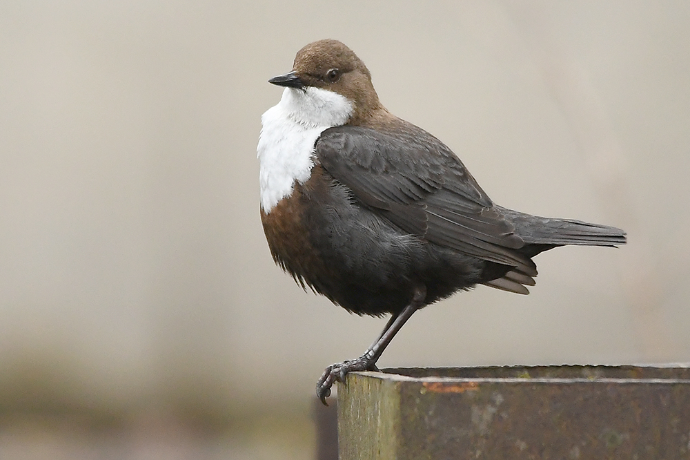 Wasseramsel voller Stolz