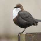 Wasseramsel voller Stolz