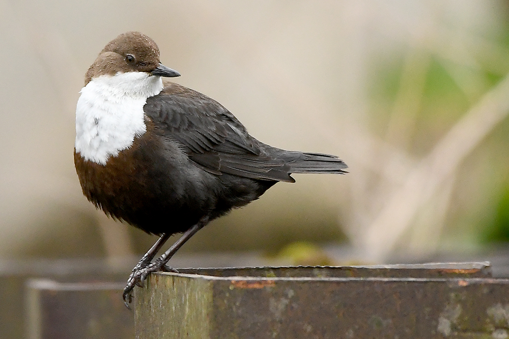 Wasseramsel, wer kommt denn da?