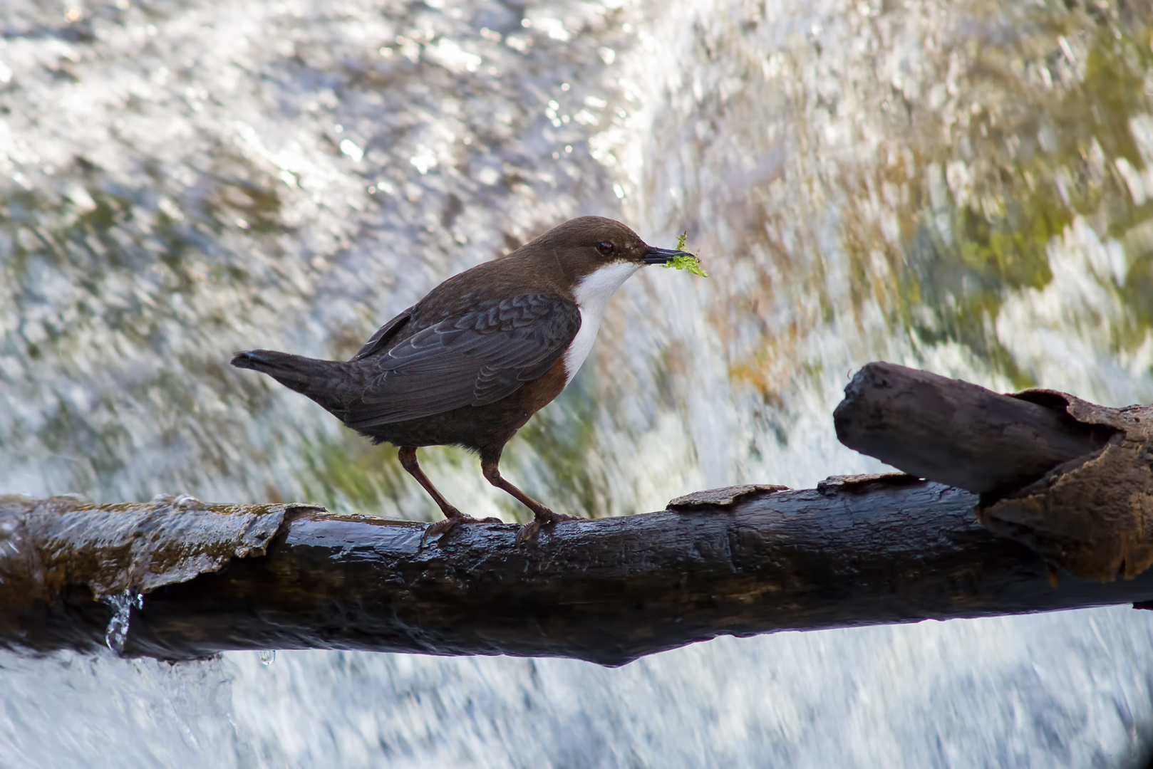 wasseramsel-white throated dipper