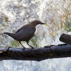 wasseramsel-white throated dipper