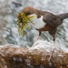 wasseramsel-white throated dipper