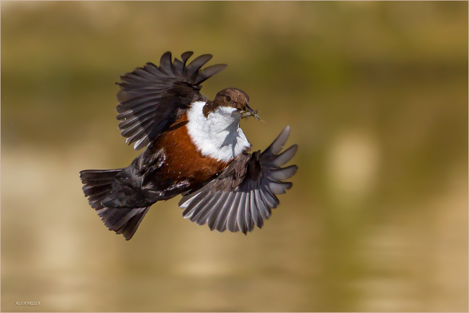 Wasseramsel Würmer kurier