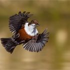 Wasseramsel Würmer kurier