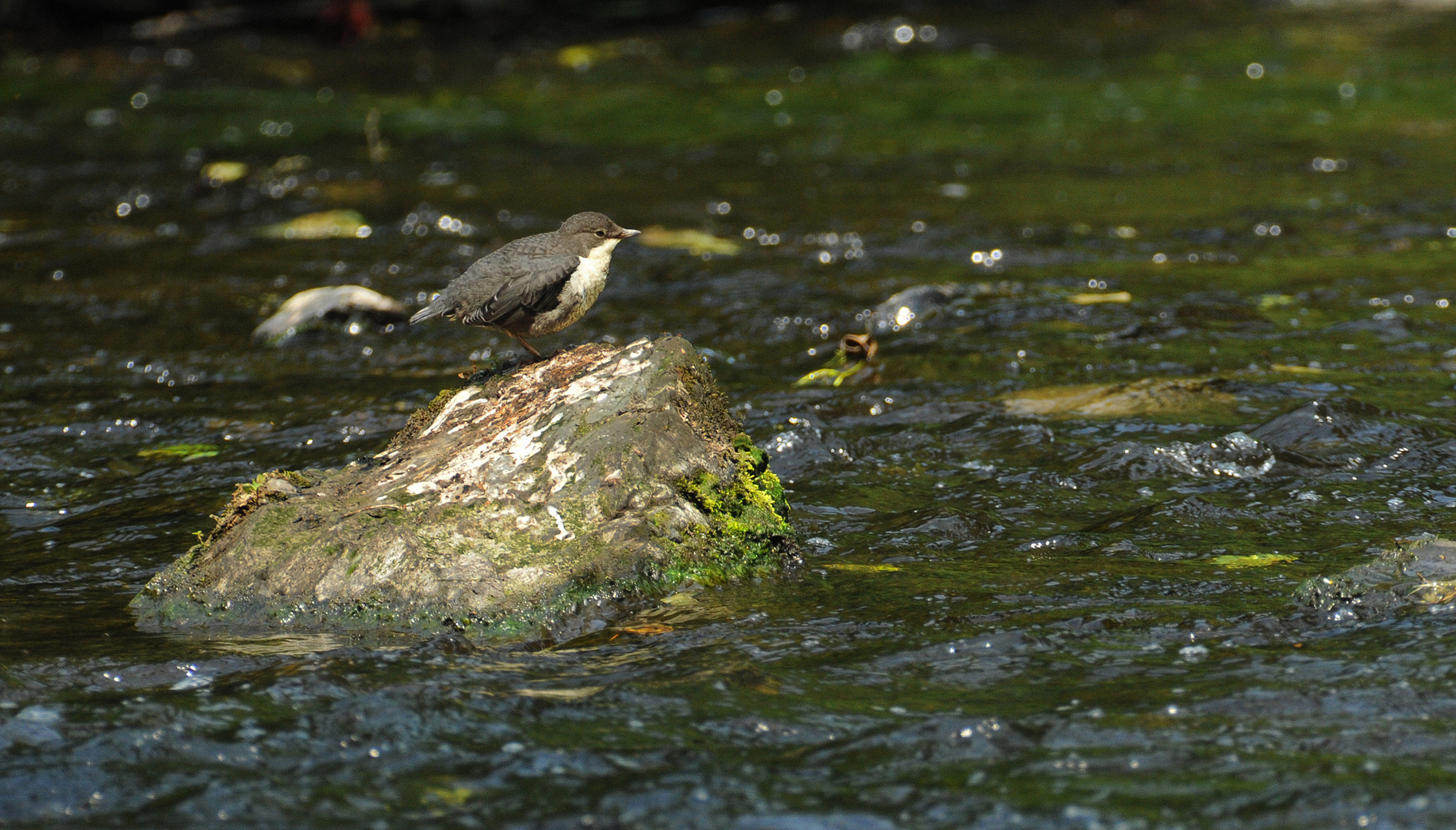 Wasseramsel - Wuppertal - Beyenburg