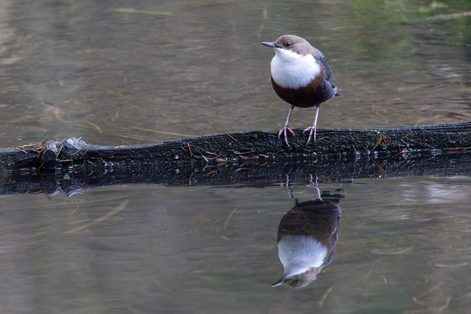 Wasseramsel x 2