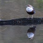 Wasseramsel x 2