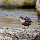 Wasseramsel zum dritten...