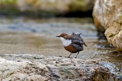 Wasseramsel zum dritten...