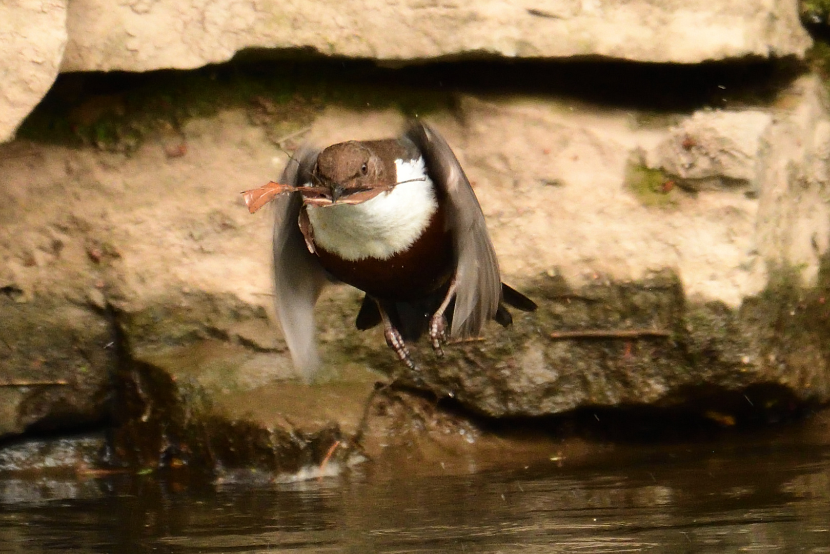 Wasseramsel zurück vom Baumarkt