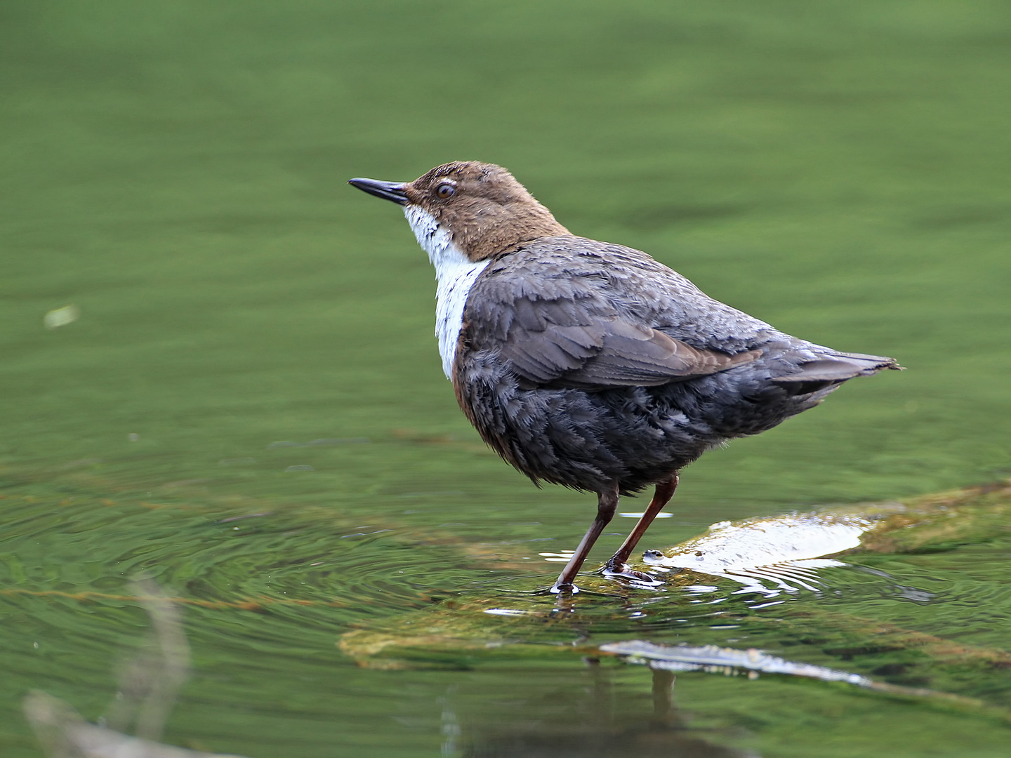 Wasseramsel1