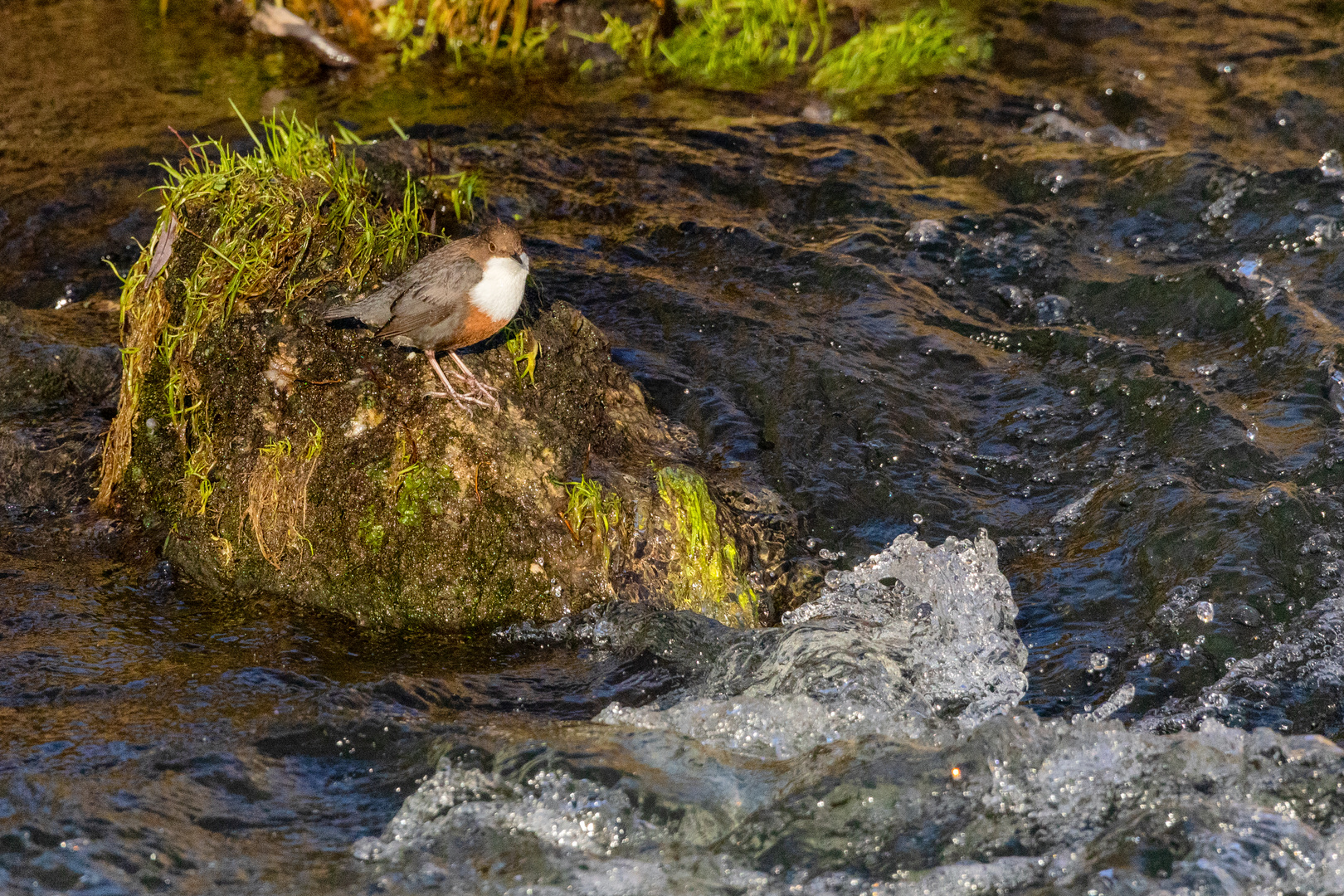 Wasseramsel(7)