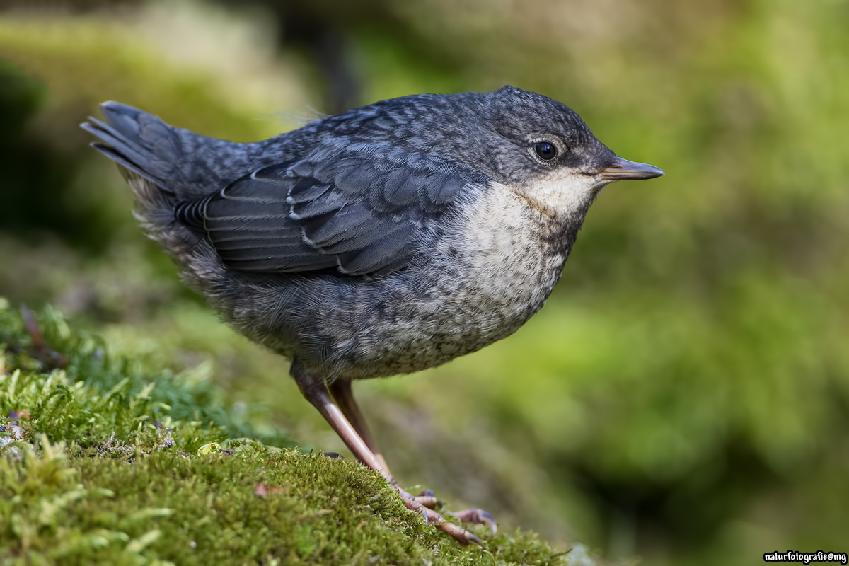 Wasseramsel_Jung_20160505