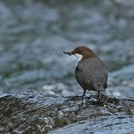 Wasseramseln – alles für den Nachwuchs 06