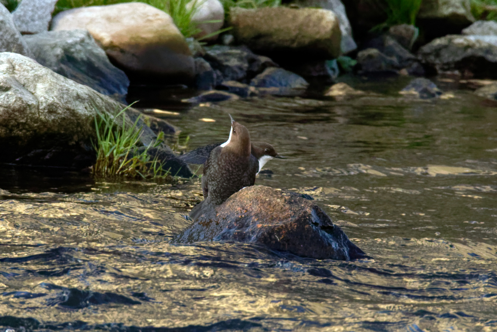 Wasseramseln bei der Balz 