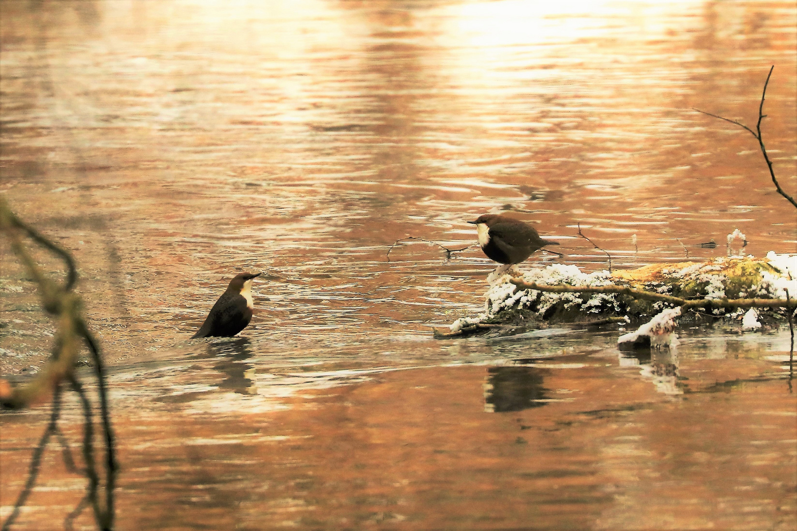 Wasseramseln im Abendlicht