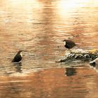 Wasseramseln im Abendlicht