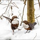 Wasseramseln im Schnee