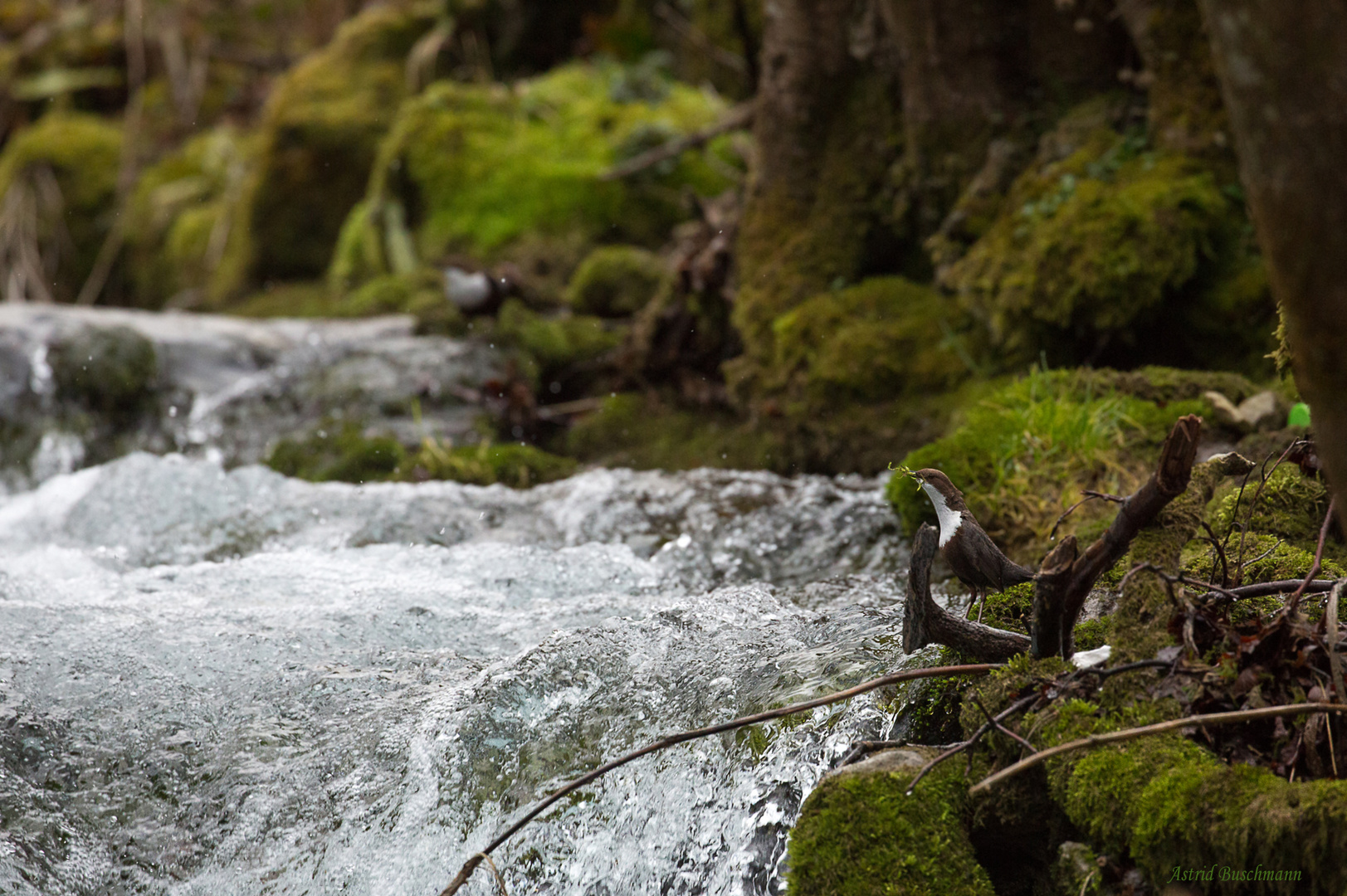 Wasseramseln in ihrem Revier