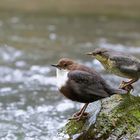 Wasseramseln mit Junges