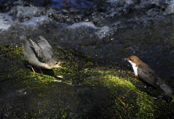 Wasseramselnachwuchs