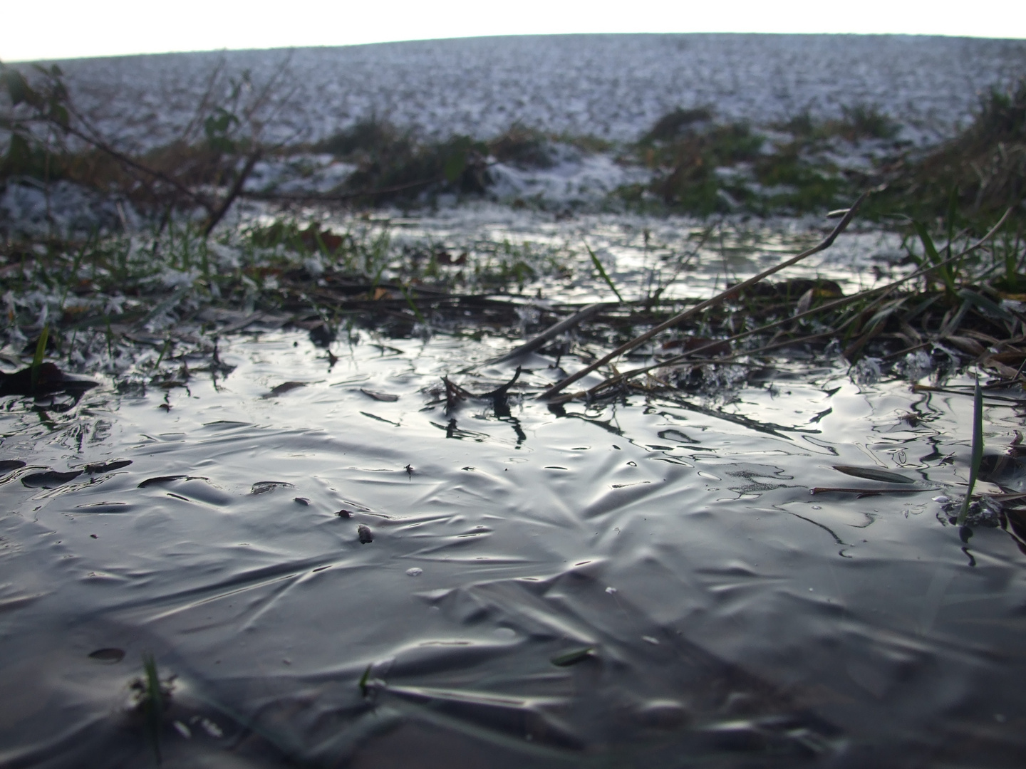 Wasseransammlung auf einer Wiese mit Gegenlicht