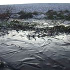 Wasseransammlung auf einer Wiese mit Gegenlicht