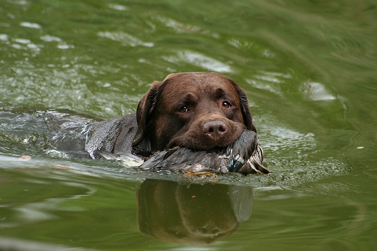 Wasserarbeit