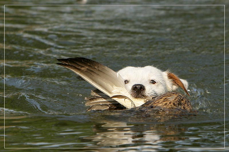 Wasserarbeit