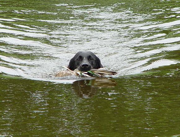 Wasserarbeit