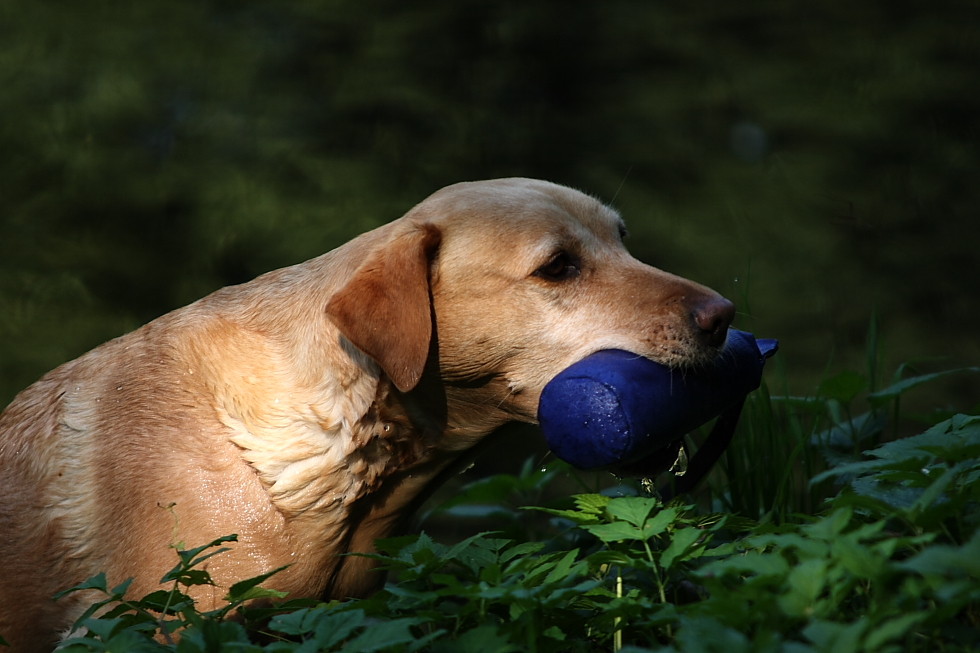 Wasserarbeit mit Dummy