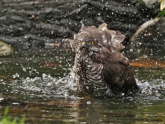 "Wasser.Aufbereitung"