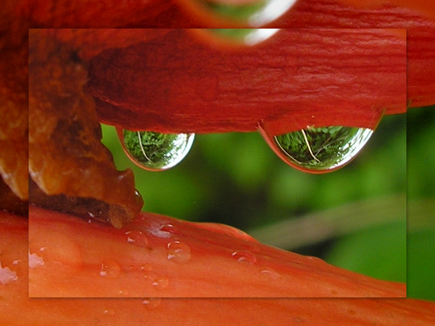 Wasseraugen- Ein "Hummer macht Kopfstand