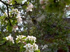 Wasser"bad" in den nassen Blüten eines Apfelbaumes...