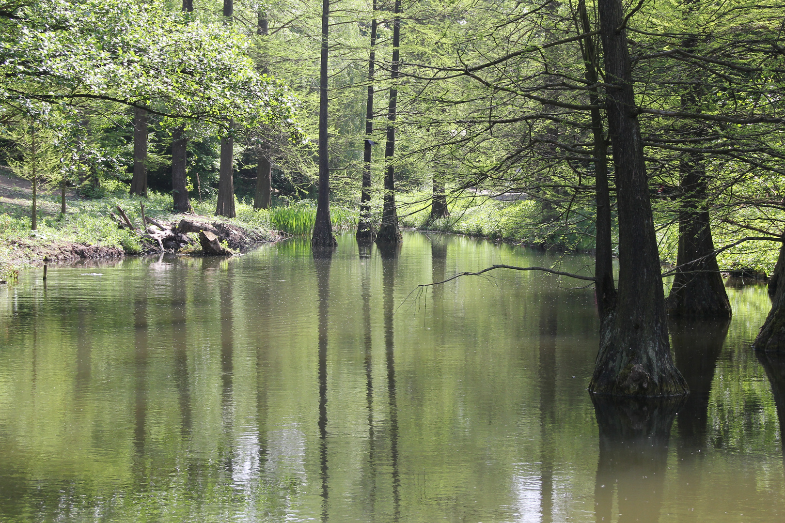 Wasserbäume