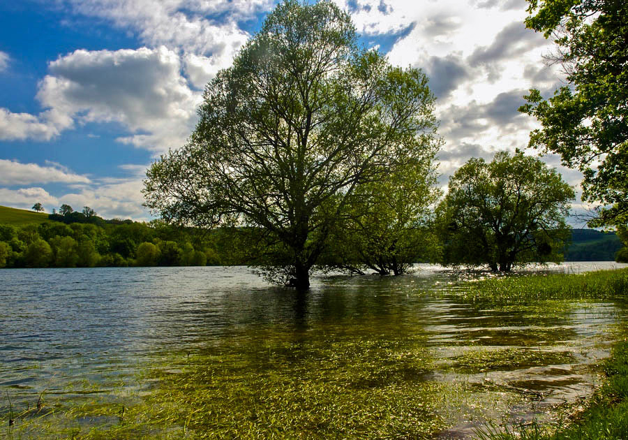 Wasserbäume