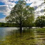 Wasserbäume