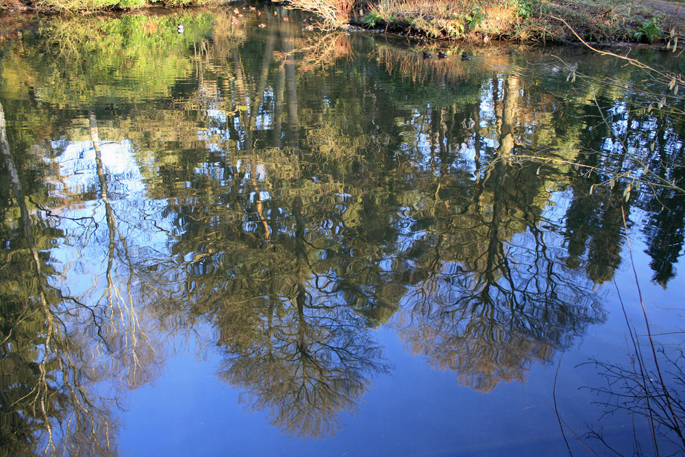 "Wasserbäume"