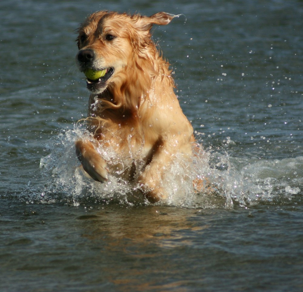 Wasserball