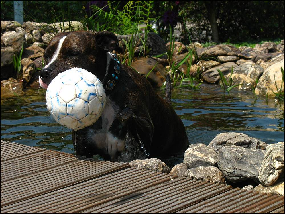 Wasserball...