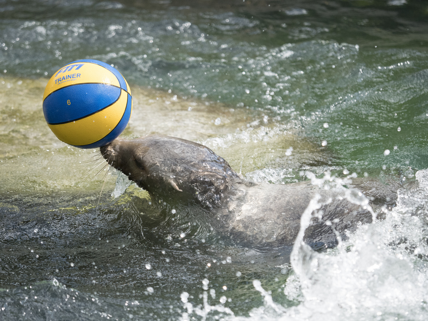 ~ Wasserball ~