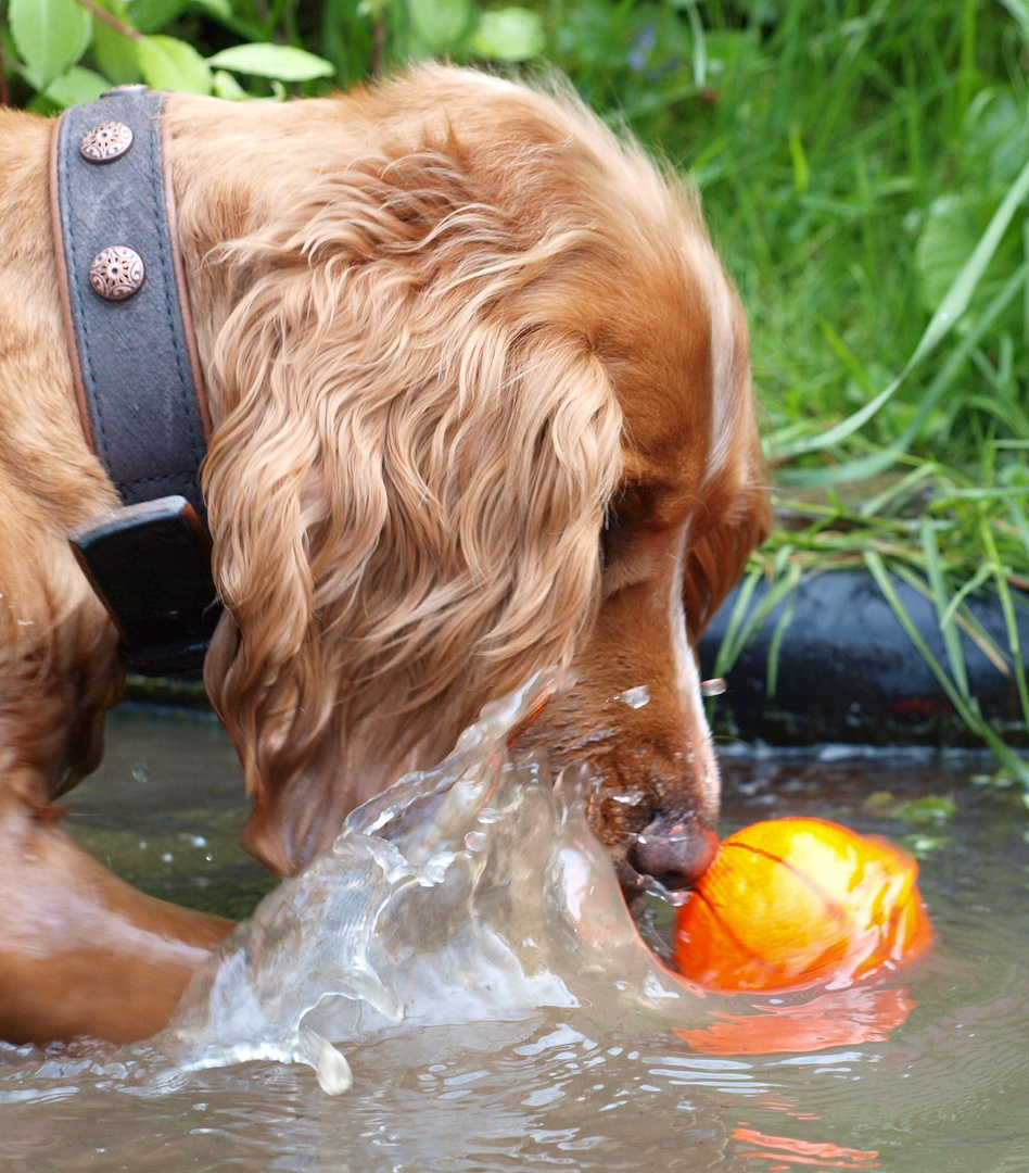 Wasserball