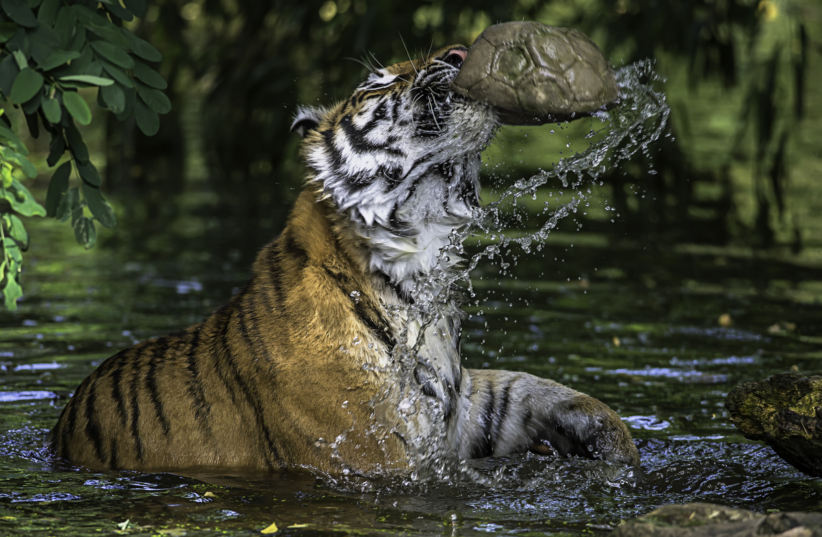 Wasserball